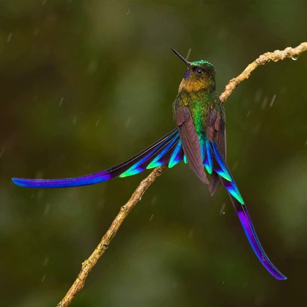 Длиннохвостый сильф Violet-tailed Sylph