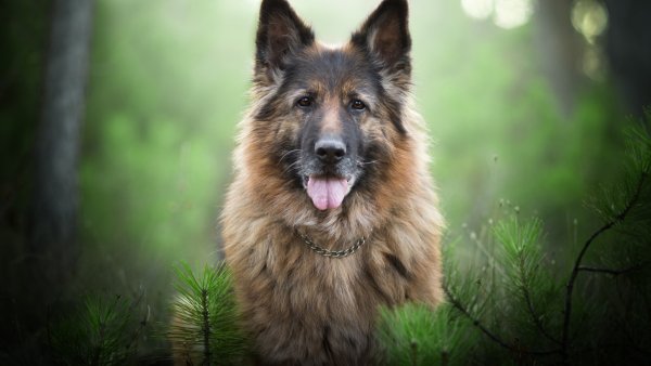 nemetskaia-ovcharka-sobaka-morda-vzgliad-vetki-boke-portret