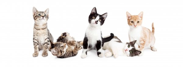 Essential-oils-for-cats