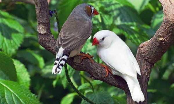 Амадины1