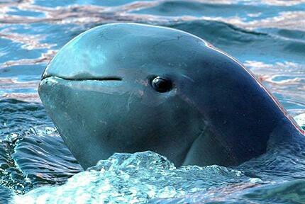 Редкий дельфин