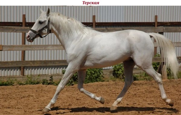 Терская лошадь
