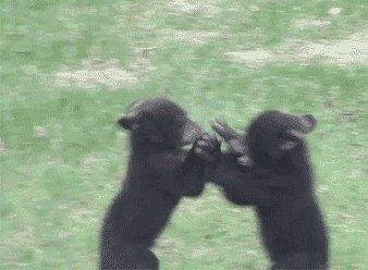 Bears