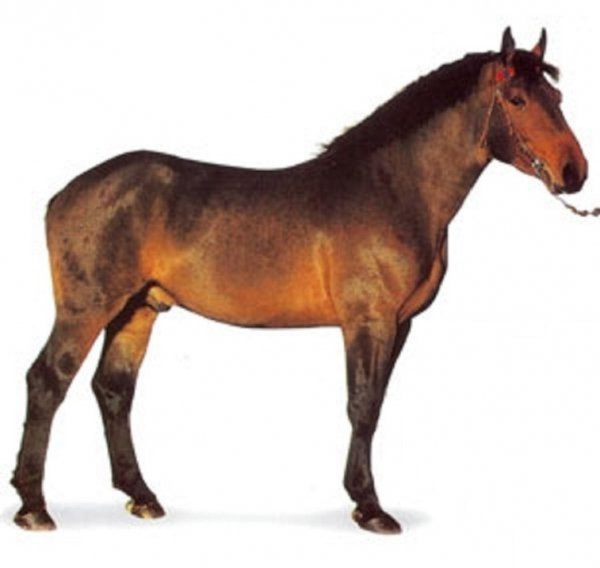 Нормандский коб (3)