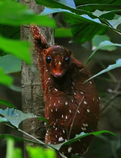 Шерстокрыл