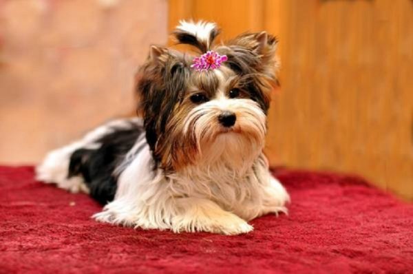 Бивер (Бивер-йоркширский терьер)