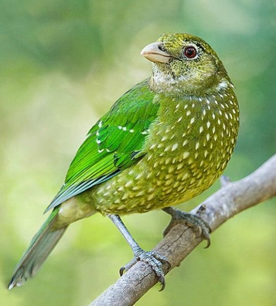 Зелёный кошачий шалашник