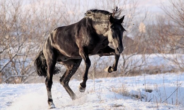 Карачаевская порода лошадей (12)