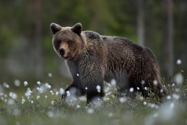 Les-vzgliad-morda-derevia-tsvety-vetki-priroda-poza-fon-stvo