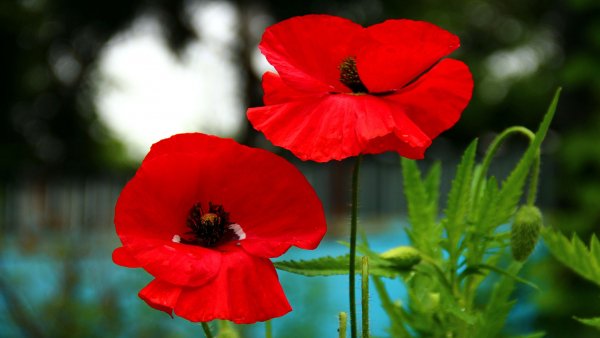file_82585896