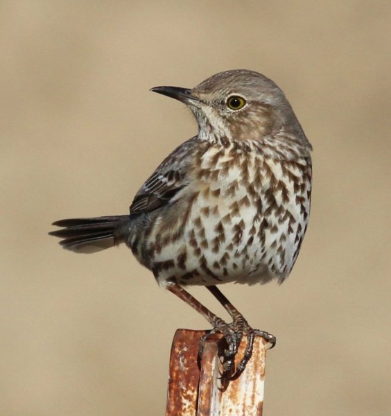 ГАЛАПАГОССКИЙ ПЕРЕСМЕШНИК