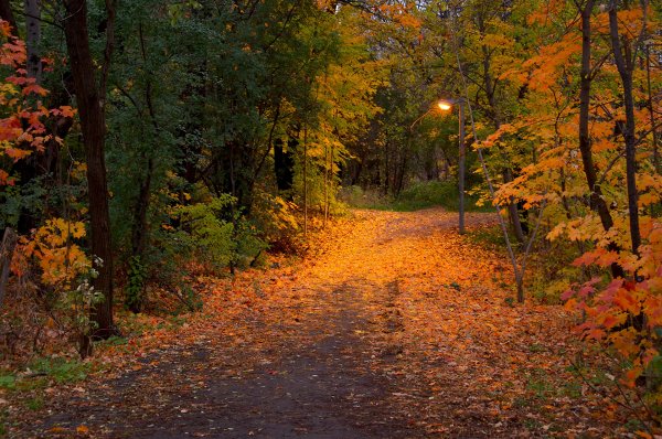 Seasons Autumn Parks 396242