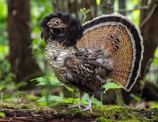 ВОРОТНИЧКОВЫЙ РЯБЧИК