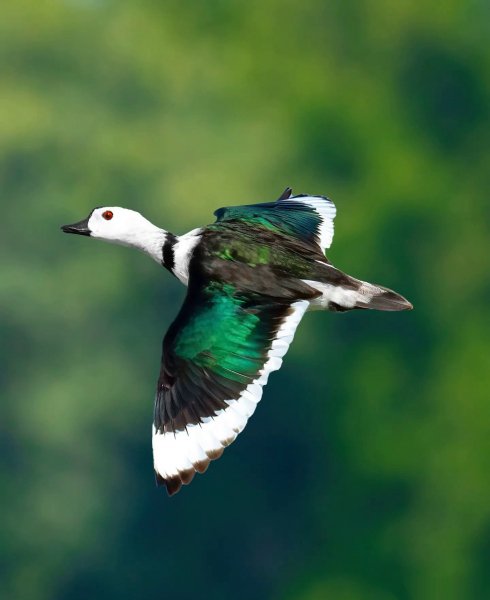 ХЛОПКОВЫЙ БЛЕСТЯЩИЙ ЧИРОК