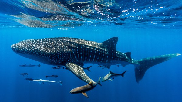 NingalooShark ROW7213452459 UHD