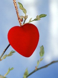 card28 240x320