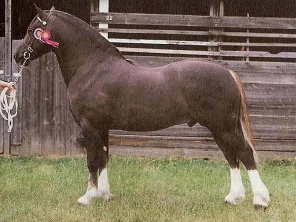 Уэльский коб