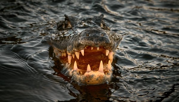 Krokodil-golova-past-zuby-voda