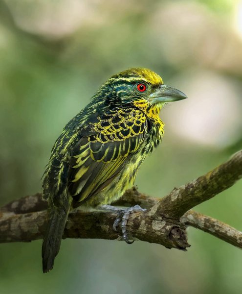 ПОЗОЛОЧЕННЫЙ БАРБЕТ