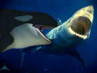 white shark orca
