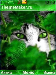 котик