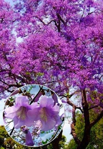 Павловния. (12)