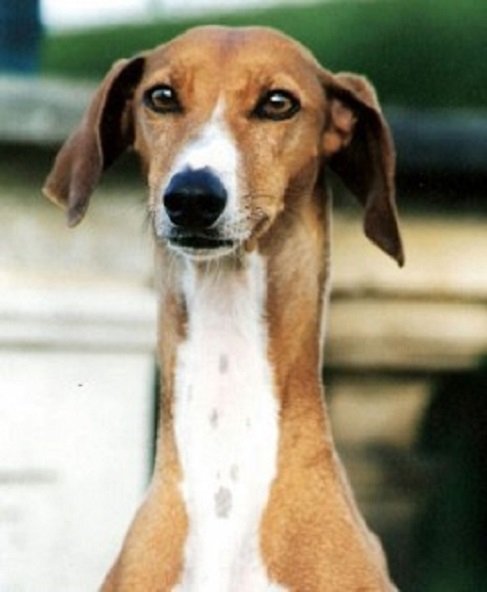 Азавак африканская борзая