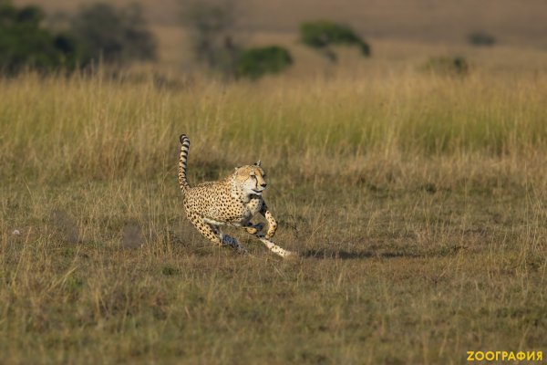 Rd7xilfh37hdcec0qplarkl41kzzyqgs