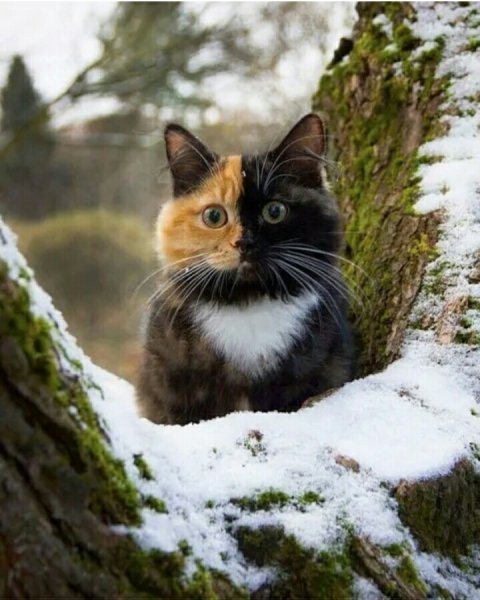 Счастливый котик