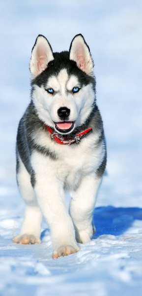 HUSKY CUTE-c672c71e-7777-4dc5-bf9a-90a6f33aecc4