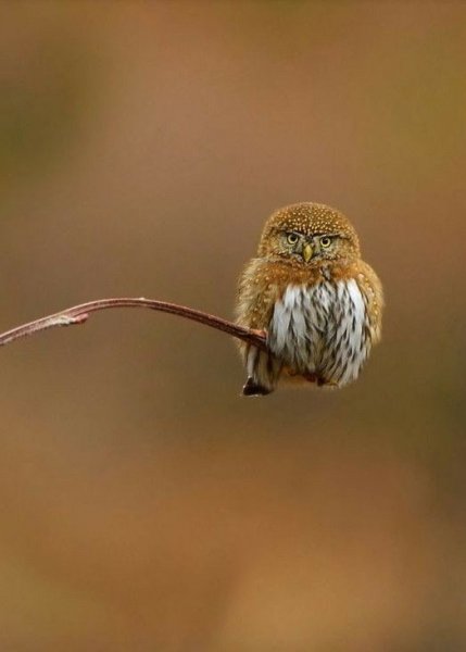 1c10e11919038f875368a7e4494d11ea