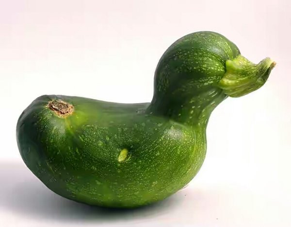 fruit18