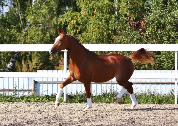 Лошадь Ольденбургская 3