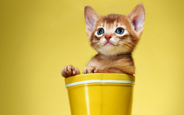 Котенок