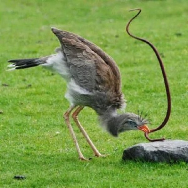 ПТИЦА - СЕКРЕТАРЬ. (6)