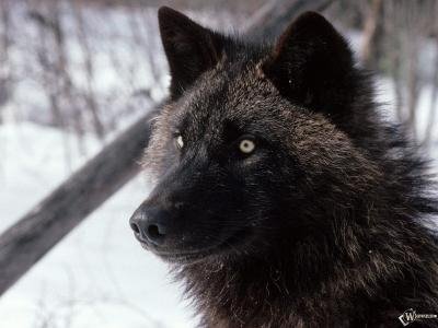 photo-62808