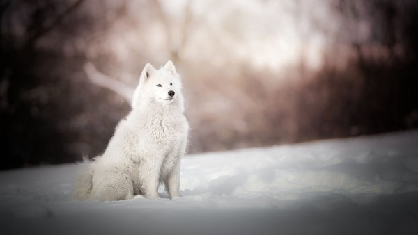 file_92562698