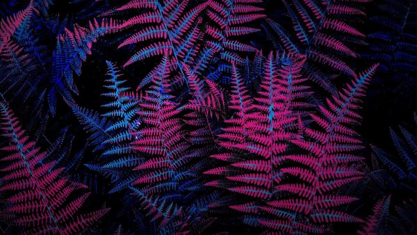 neon plants
