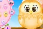 Baby Owl Care