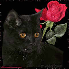 Кошак с розой