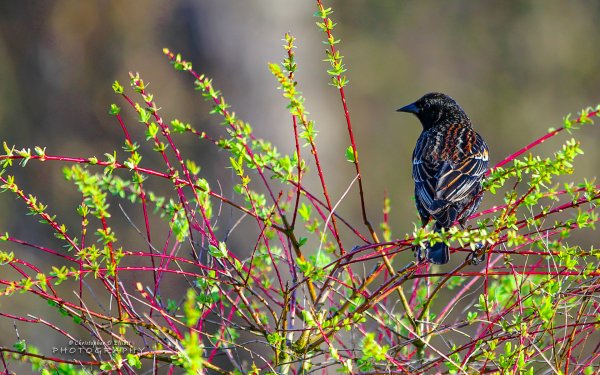 PNW Birds by Christopher D Elliott red winged black bird
