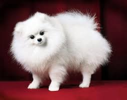 шпиц белый