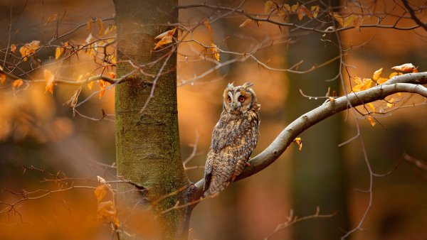 SwedenOwl ROW1520513357 UHD