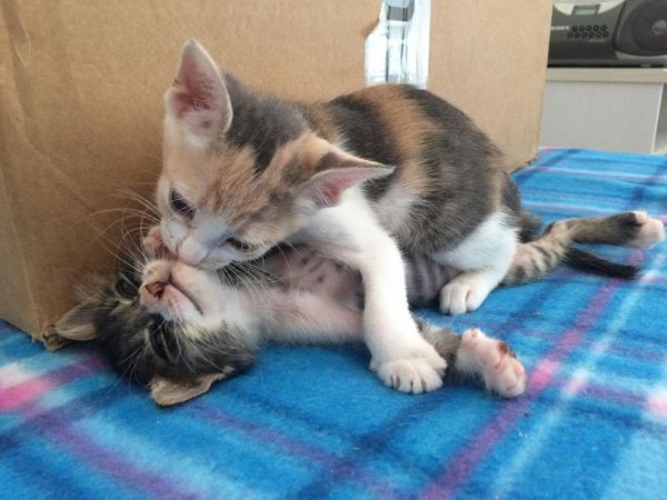 original.jpg#20721657942