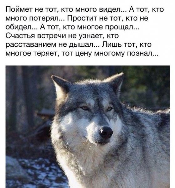 Поймёт