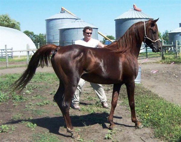 Лошадь Арабская (Хадбан)