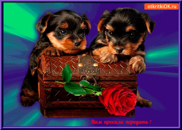 Вам просили это передать