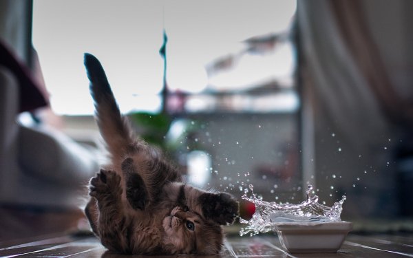 Wallpapers 5779