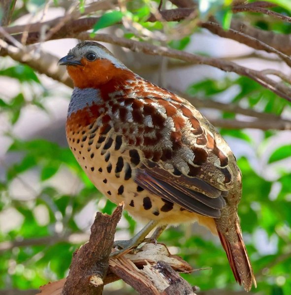 КИТАЙСКАЯ БАМБУКОВАЯ КУРОПАТКА