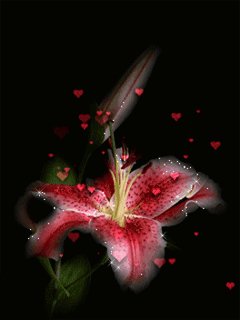 lilii